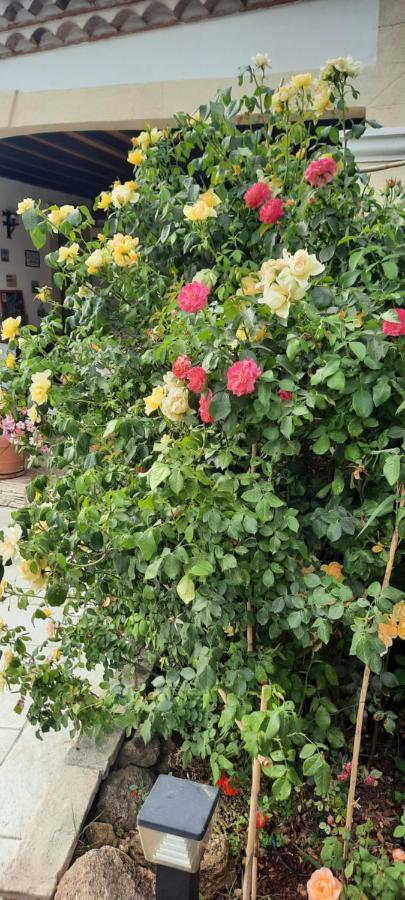 생마르탱드크로 Fenetre Sur Les Alpilles B&B 외부 사진